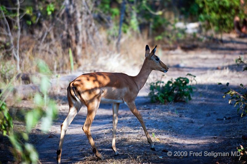 20090614_155009 D3 X1.jpg - Springbok (Gazelle)